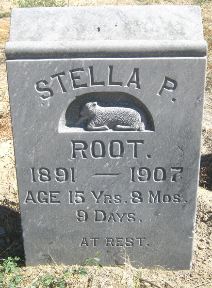 Root StellaP